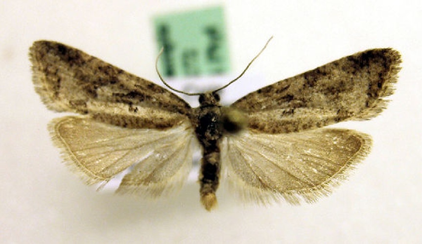 Cnephasia cupressivorana &copy; Marko Mutanen, University of Oulu