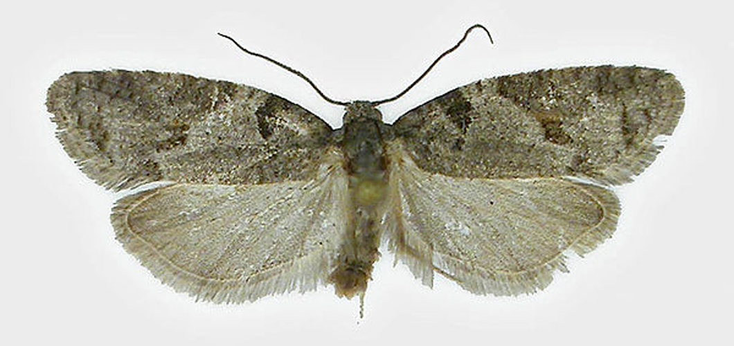 Eana incanana &copy; SIP Haapala