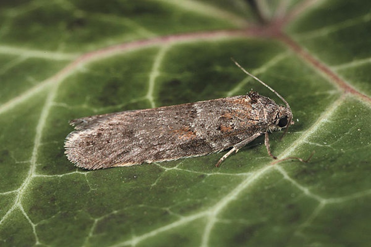Tortricodes alternella &copy; Gyorgy Csoka