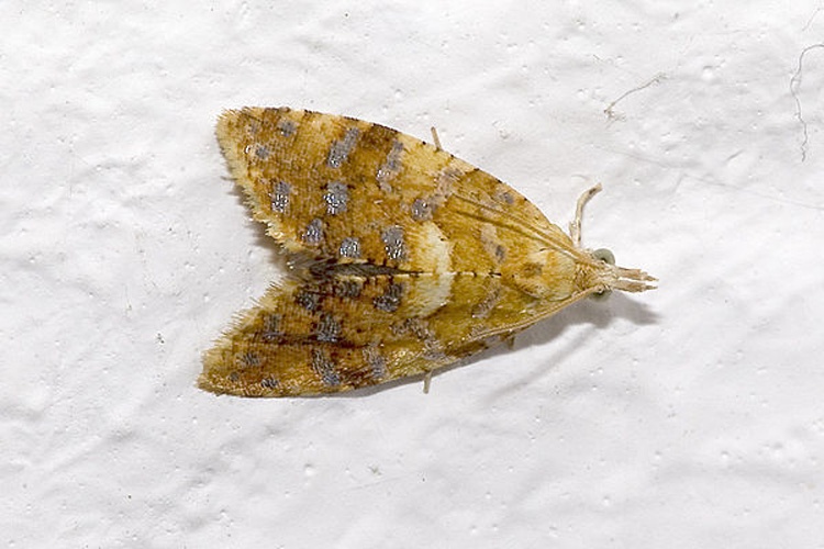 Pseudargyrotoza conwagana &copy; Please report references to <a rel="nofollow" class="external text" href="mailto:olei@despammed.com">olei@despammed.com</a>.