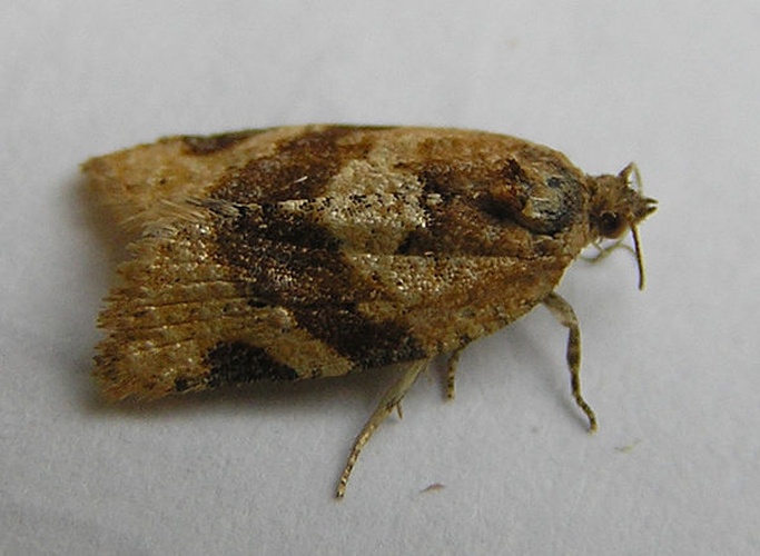 Epagoge grotiana &copy; <a href="//commons.wikimedia.org/wiki/User:Fvlamoen" class="mw-redirect" title="User:Fvlamoen">Fvlamoen</a>