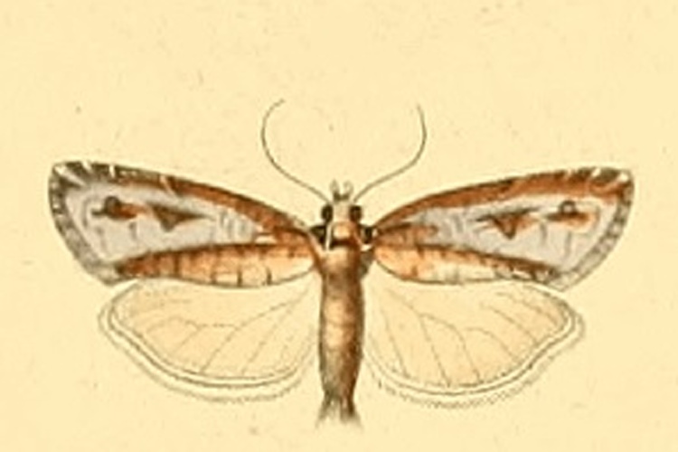 Lozotaeniodes cupressana © DUPONCHEL