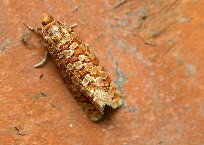 Lozotaeniodes formosana &copy; 