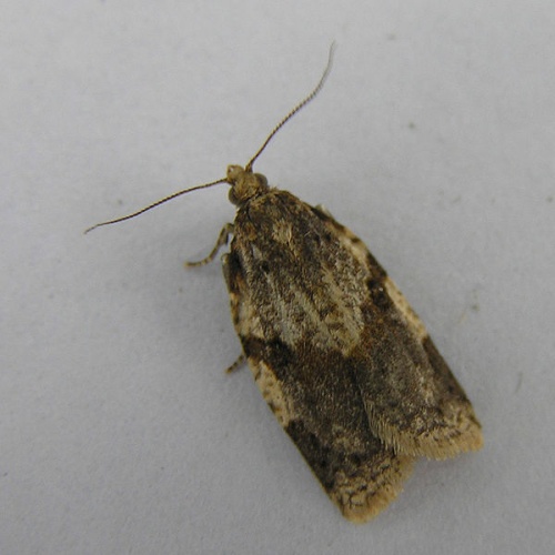 Clepsis spectrana &copy; <a href="//commons.wikimedia.org/wiki/User:Fvlamoen" class="mw-redirect" title="User:Fvlamoen">Fvlamoen</a>