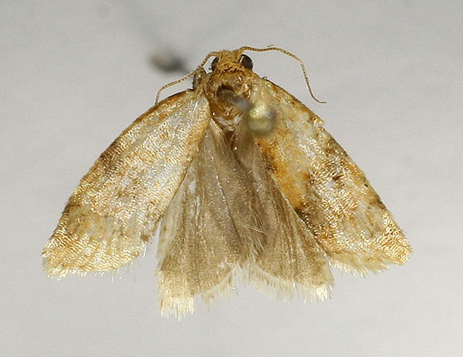Clepsis neglectana &copy; M. Virtala
