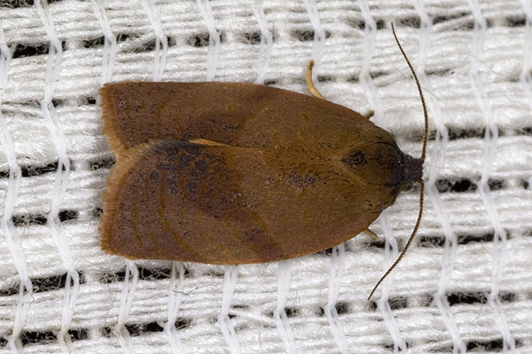 Cacoecimorpha pronubana &copy; picture taken by <a href="https://de.wikipedia.org/wiki/User:olei" class="extiw" title="de:User:olei">Olaf Leillinger</a>