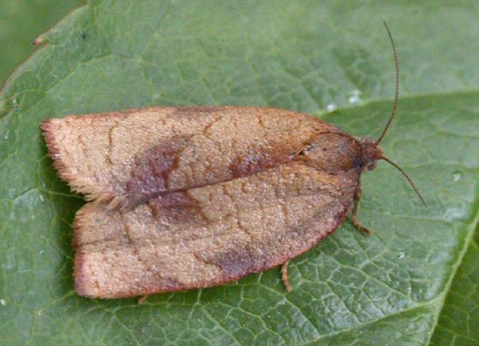 Lozotaenia forsterana &copy; 