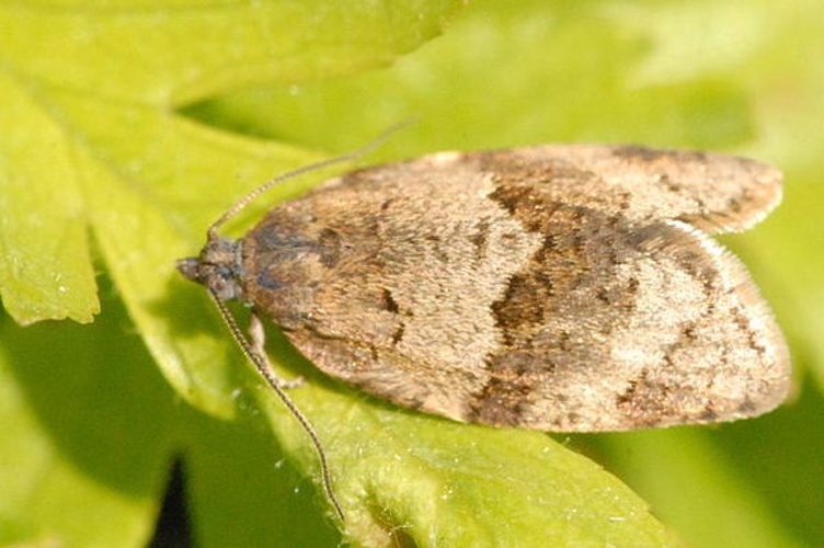 Syndemis musculana &copy; James K. Lindsey