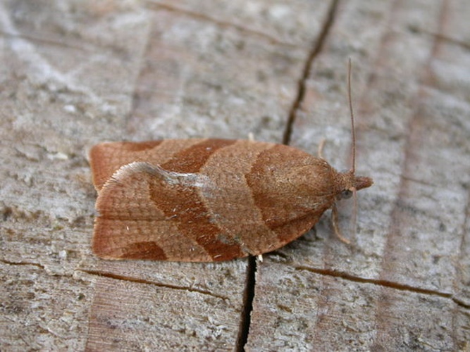 Pandemis cinnamomeana &copy; <a rel="nofollow" class="external text" href="https://www.flickr.com/people/25401497@N02">Donald Hobern</a>