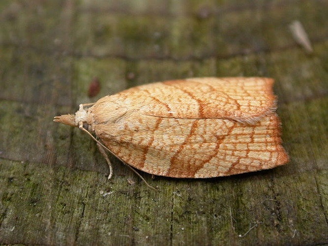 Pandemis corylana &copy; <a rel="nofollow" class="external text" href="https://www.flickr.com/people/25401497@N02">Donald Hobern</a>