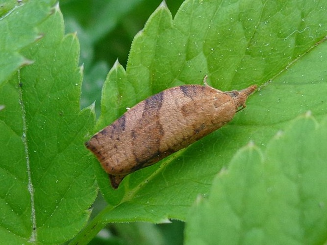 Pandemis dumetana © <a href="//commons.wikimedia.org/wiki/User:AfroBrazilian" title="User:AfroBrazilian">AfroBrazilian</a>