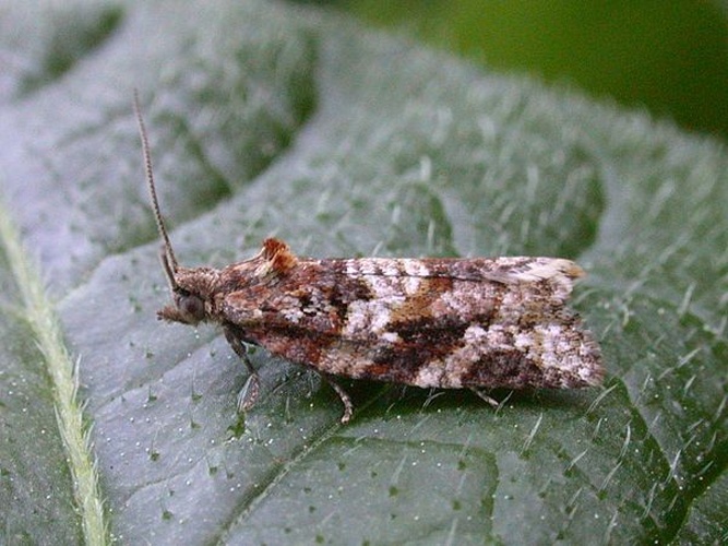 Argyrotaenia ljungiana &copy; Keith Edkins