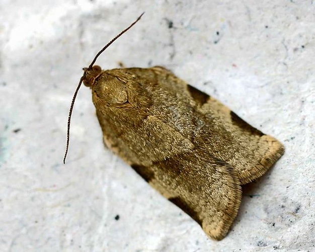 Choristoneura hebenstreitella &copy; 