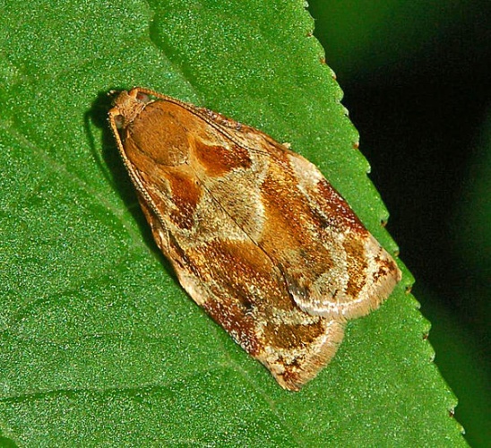 Archips xylosteana &copy; <a href="//commons.wikimedia.org/wiki/User:Hectonichus" title="User:Hectonichus">Hectonichus</a>
