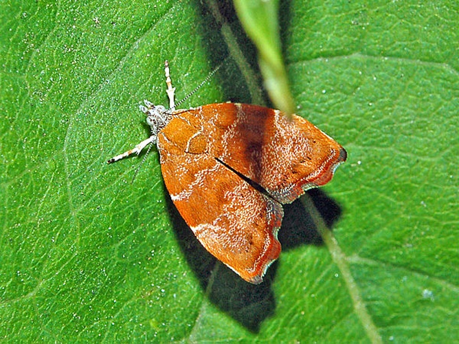 Choreutis nemorana © <a href="//commons.wikimedia.org/wiki/User:Hectonichus" title="User:Hectonichus">Hectonichus</a>