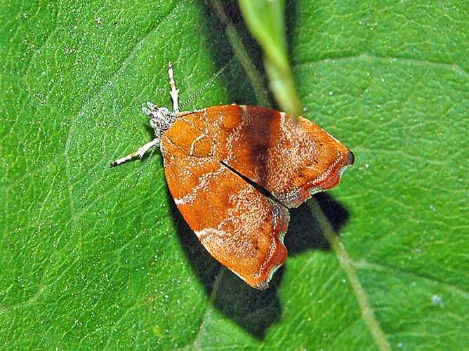 Choreutis nemorana &copy; <a href="//commons.wikimedia.org/wiki/User:Hectonichus" title="User:Hectonichus">Hectonichus</a>