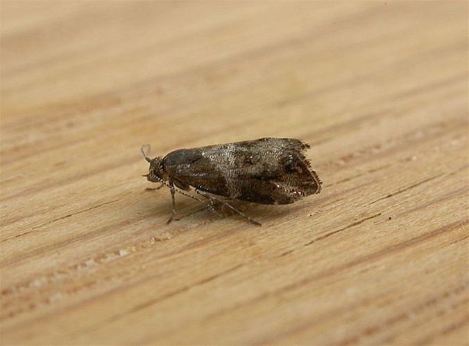 Tebenna micalis &copy; dhobern