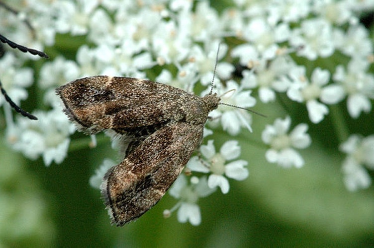 Anthophila fabriciana &copy; James K. Lindsey