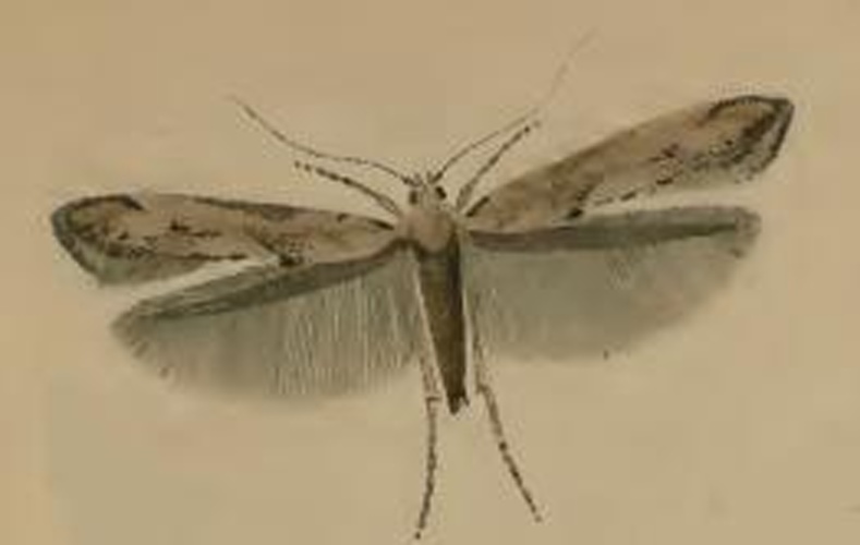 Epermenia aequidentellus &copy; Stainton