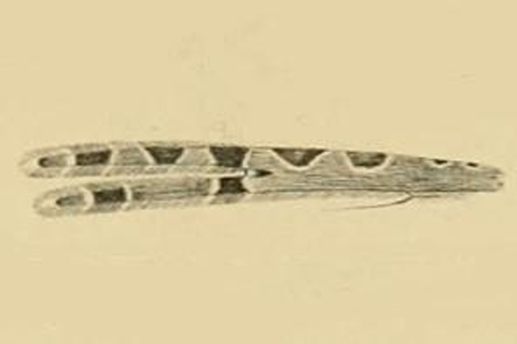 Alucita grammodactyla &copy; ZELLER