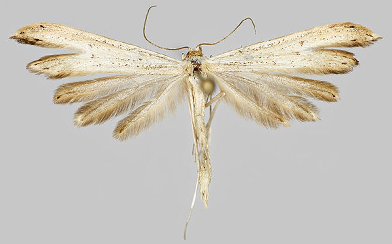 Hellinsia tephradactyla © J. Tyllinen