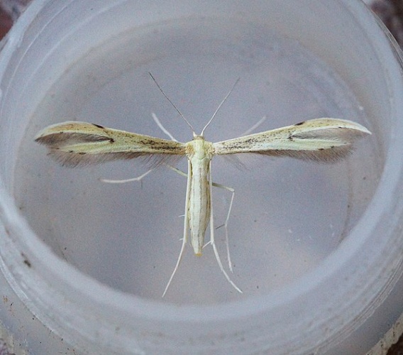 Hellinsia carphodactyla © <a rel="nofollow" class="external text" href="https://www.flickr.com/people/33398884@N03">Ben Sale</a> from UK