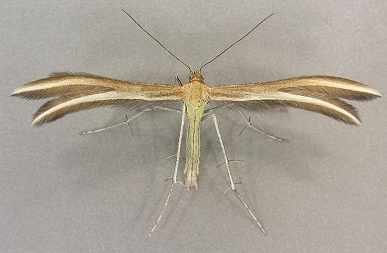 Merrifieldia leucodactyla © <a rel="nofollow" class="external text" href="https://www.flickr.com/people/130093583@N04">Janet Graham</a>