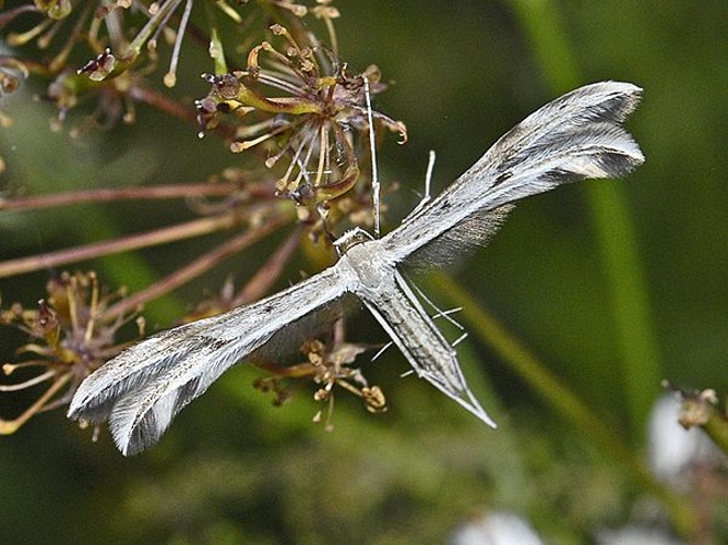 Calyciphora nephelodactyla © <a href="//commons.wikimedia.org/wiki/User:Hectonichus" title="User:Hectonichus">Hectonichus</a>