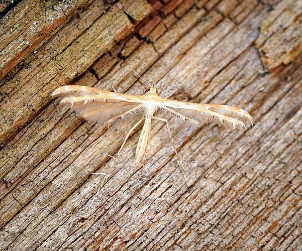 Crombrugghia tristis © <a rel="nofollow" class="external text" href="https://www.flickr.com/people/33398884@N03">Ben Sale</a> from UK