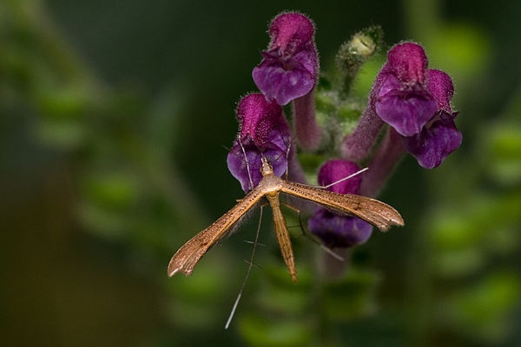 Stenoptilia pterodactyla © <a href="//commons.wikimedia.org/wiki/User:Svdmolen" title="User:Svdmolen">Svdmolen</a>