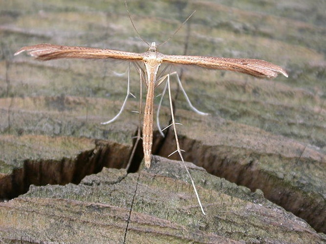 Stenoptilia bipunctidactyla © <a rel="nofollow" class="external text" href="https://www.flickr.com/photos/25401497@N02">Donald Hobern</a>