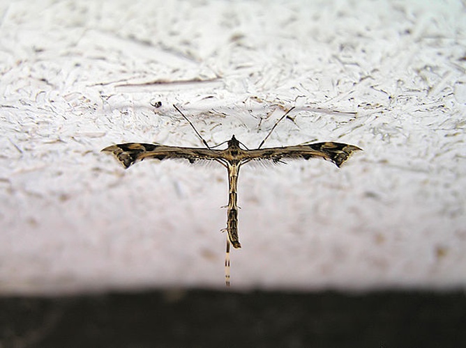 Amblyptilia acanthadactyla &copy; <a href="//commons.wikimedia.org/wiki/User:Lymantria" title="User:Lymantria">Lymantria</a>