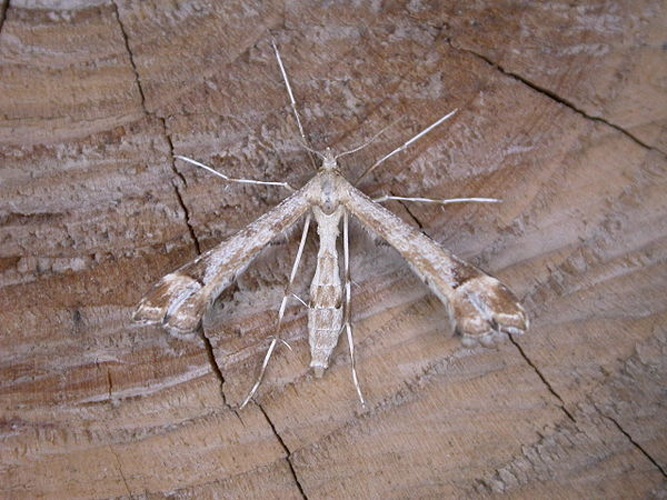 Platyptilia gonodactyla © <a rel="nofollow" class="external text" href="https://www.flickr.com/photos/25401497@N02">Donald Hobern</a>