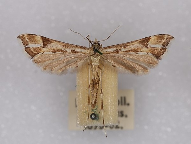 Platyptilia calodactyla &copy; <a href="//commons.wikimedia.org/w/index.php?title=User:Dhobern&amp;action=edit&amp;redlink=1" class="new" title="User:Dhobern (page does not exist)">dhobern</a>