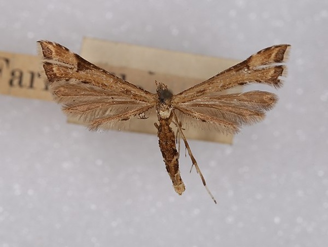 Platyptilia farfarellus © <a href="//commons.wikimedia.org/w/index.php?title=User:Dhobern&amp;action=edit&amp;redlink=1" class="new" title="User:Dhobern (page does not exist)">dhobern</a>