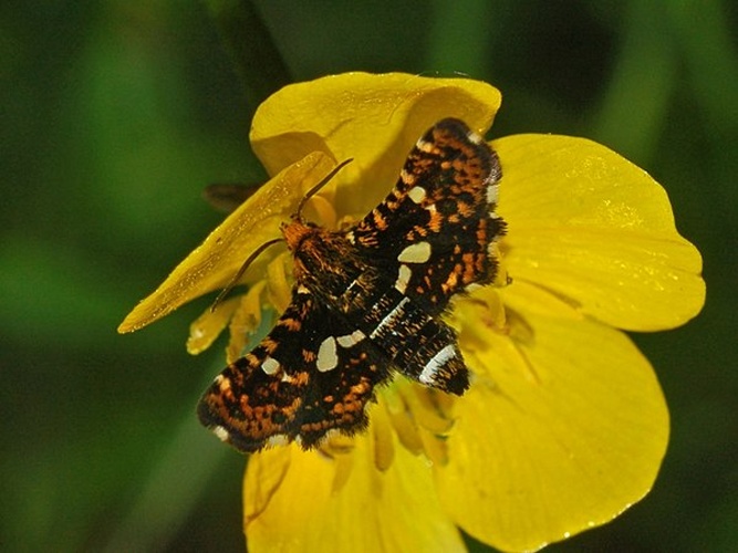 Thyris fenestrella © <a href="//commons.wikimedia.org/wiki/User:Hectonichus" title="User:Hectonichus">Hectonichus</a>