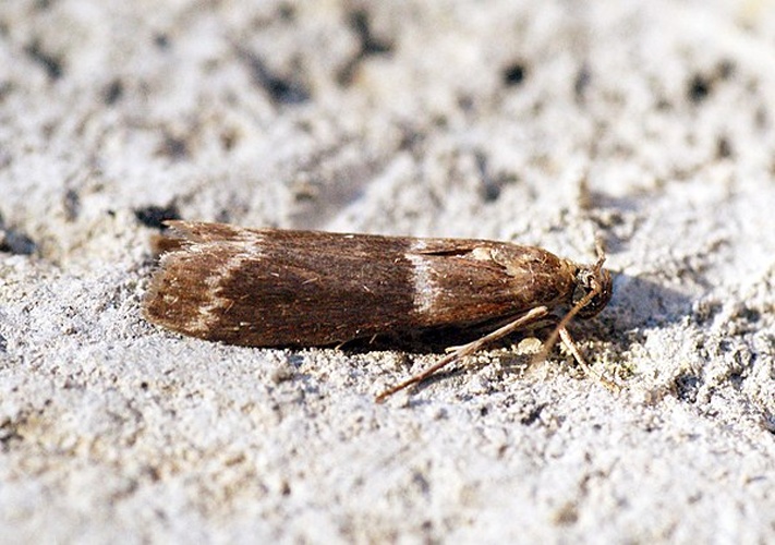 Cryptoblabes bistriga &copy; <a rel="nofollow" class="external text" href="https://www.flickr.com/people/33398884@N03">Ben Sale</a> from UK