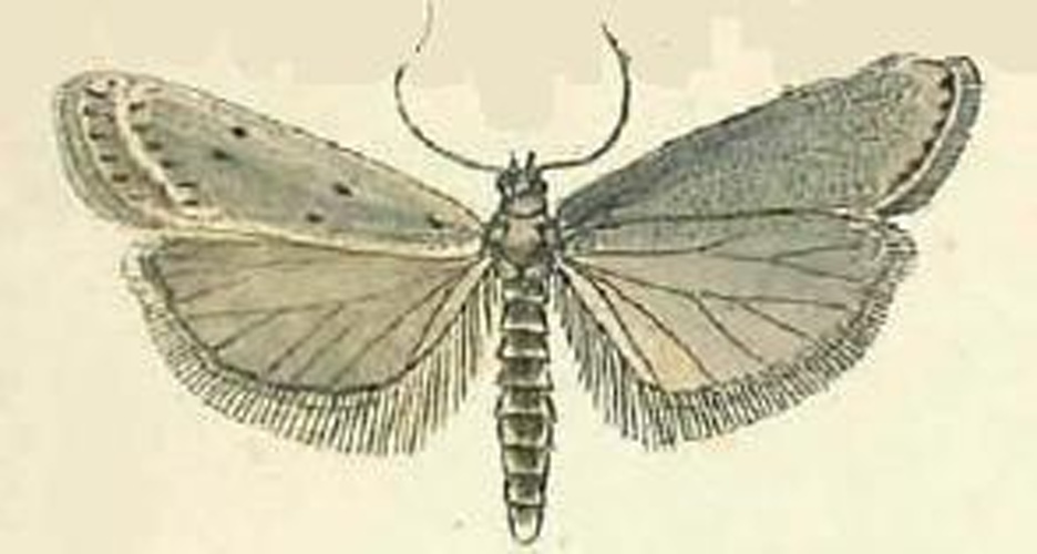 Cadra furcatella &copy; Mann