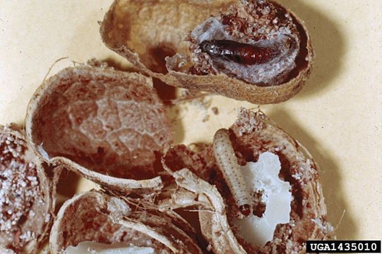 Almond Moth &copy; <a rel="nofollow" class="external text" href="http://www.invasive.org/browse/autimages.cfm?aut=2641">Clemson University - USDA Cooperative Extension Slide Series</a>