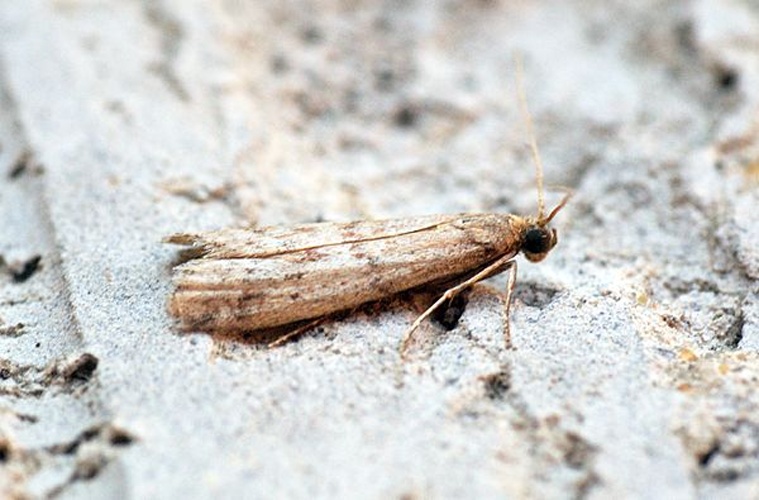 Ephestia parasitella &copy; <a rel="nofollow" class="external text" href="https://www.flickr.com/people/33398884@N03">Ben Sale</a> from UK