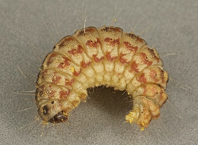 Phycitodes saxicola &copy; <a rel="nofollow" class="external text" href="https://www.flickr.com/people/130093583@N04">Janet Graham</a>