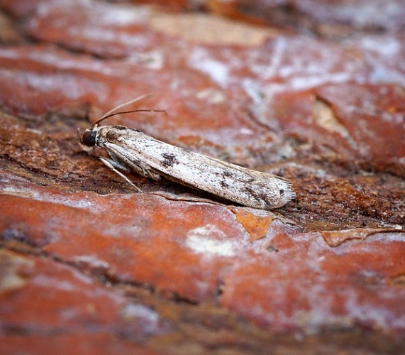 Phycitodes albatella &copy; <a rel="nofollow" class="external text" href="https://www.flickr.com/people/33398884@N03">Ben Sale</a> from UK