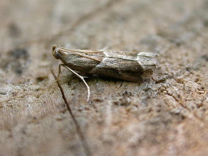 Nyctegretis lineana &copy; <a rel="nofollow" class="external text" href="https://www.flickr.com/photos/25401497@N02">Donald Hobern</a>