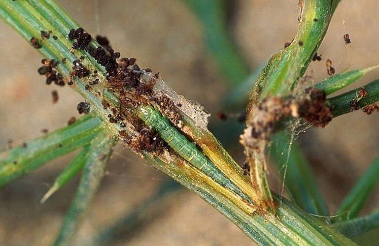 Gymnancyla canella © Scott Bauer