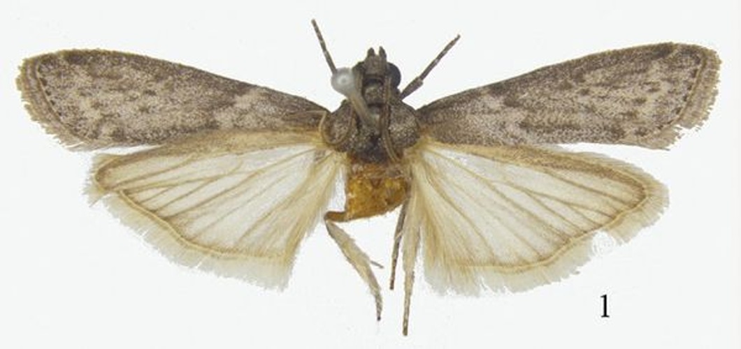 Ectomyelois ceratoniae &copy; Ren Y, Yang L