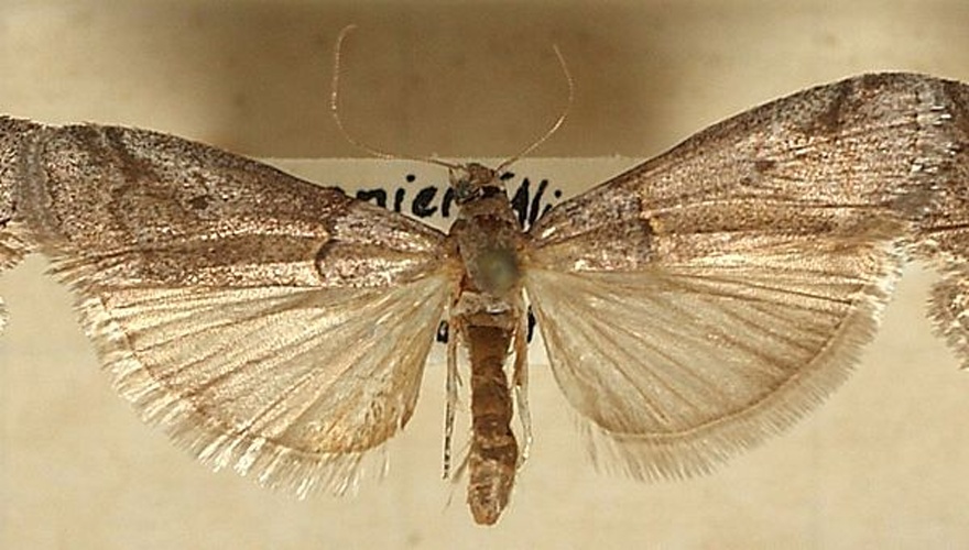 Acrobasis obliqua © <a href="//commons.wikimedia.org/wiki/User:Sarefo" title="User:Sarefo">Sarefo</a>