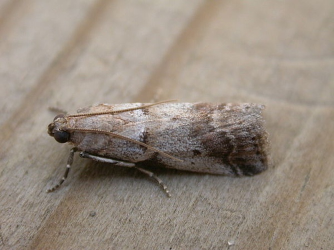 Acrobasis glaucella © <a rel="nofollow" class="external text" href="https://www.flickr.com/photos/25401497@N02">Donald Hobern</a>