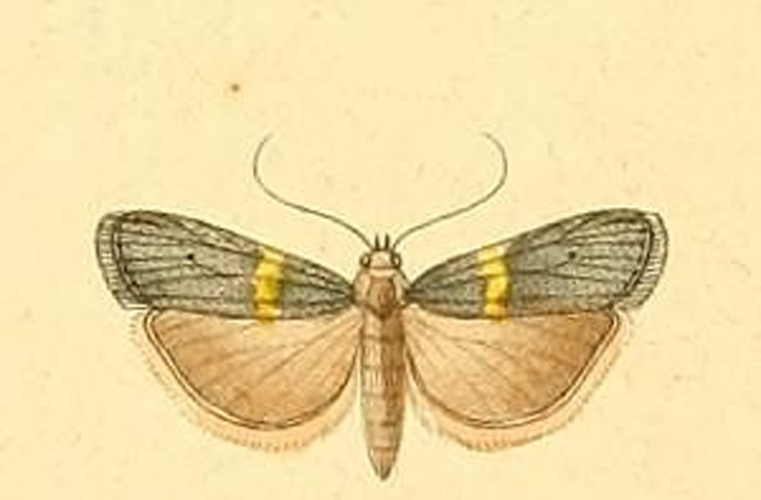 Oxybia transversella &copy; <bdi><a href="https://en.wikipedia.org/wiki/en:Philog%C3%A8ne_Auguste_Joseph_Duponchel" class="extiw" title="w:en:Philogène Auguste Joseph Duponchel">Philogène Auguste Joseph Duponchel</a>
</bdi>