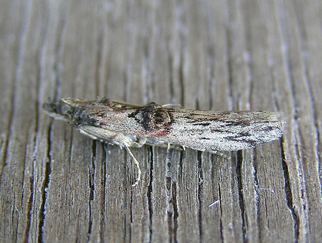 Nephopterix angustella &copy; <a href="//commons.wikimedia.org/wiki/User:Fvlamoen" class="mw-redirect" title="User:Fvlamoen">Fvlamoen</a>