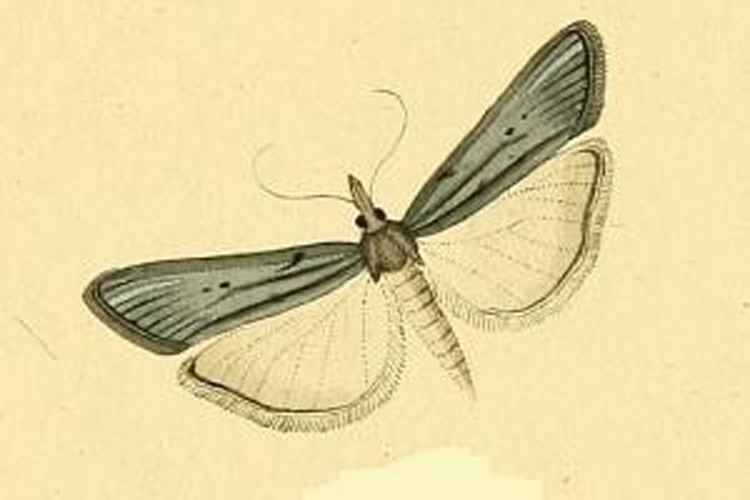 Epischnia prodromella © HÜBNER